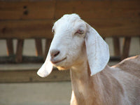 Goat's Milk Soap Base