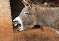 Donkey Milk Soap Base