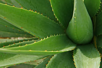 Aloe Vera Soap Base